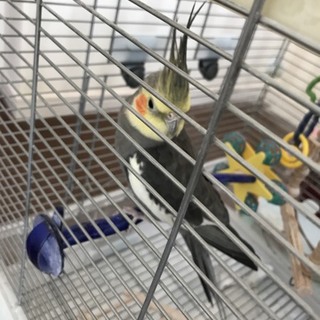 里親決まりました。ありがとうございました。