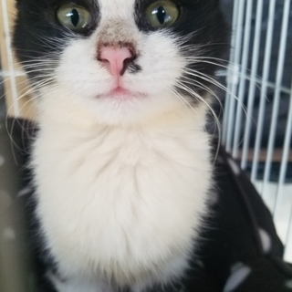 ありがとうございました。里親様と調節中です。