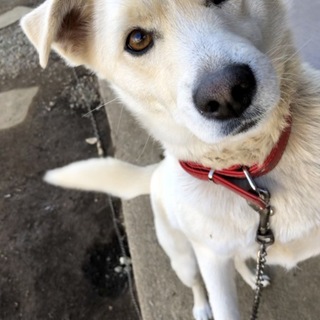 里親様に迎え入れられました