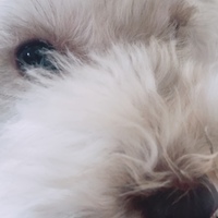 モネ
