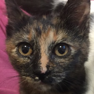 管理番号：OS−518