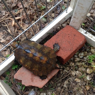 よく慣れてるニホンイシガメ里親募集