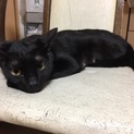黒猫 ク