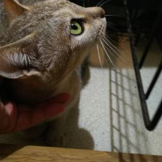 おとなしくて甘えん坊の美形女子です。アメショー系