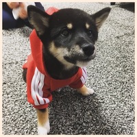 チョコ