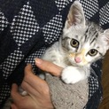 ◼️18/01/08/募集停止◼️子猫里親募集中