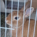 ミニウサギ3歳♂