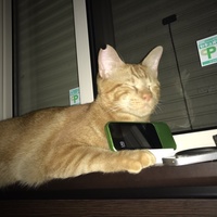 ココ
