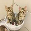 ありがとうございました。決まりました。