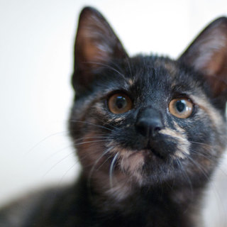 くりくりお目々の美形サビちゃん