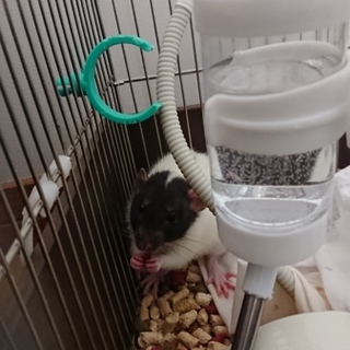 ファンシーラット