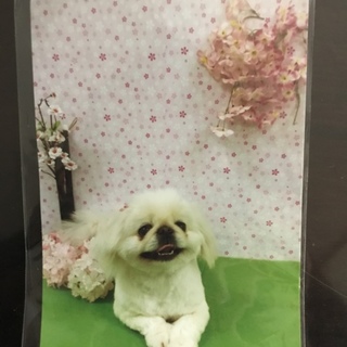 ペキニーズ里親さん探しています