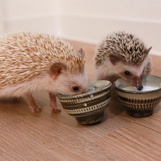 【一旦受付締切中】ハリネズミ1歳未満♂♀1頭ずつ