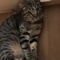 猫好きなこたろうくん、先住猫ちゃんのお友達に♡