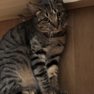 猫好きなこたろうくん、先住猫ちゃんのお友達に♡