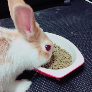 ミニうさぎ♀