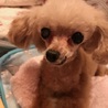 きなこモモ