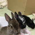 うさぎのあかちゃん！