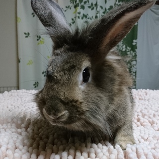 保護うさぎ/56コムちゃん