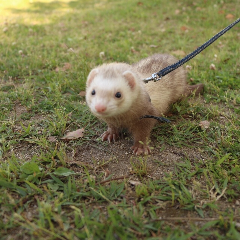 はなのカバー写真