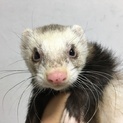 フェレット2匹里親様募集