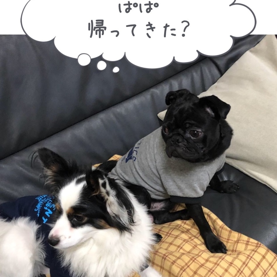 ガブちゃのカバー写真
