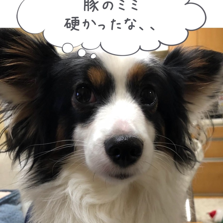 はくたくのカバー写真