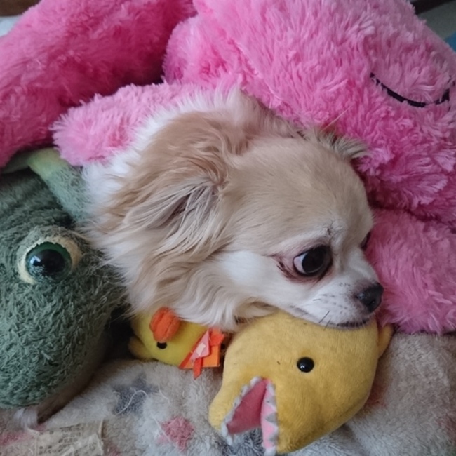 コナコのカバー写真