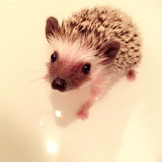 ハリネズミ 4ヶ月♂