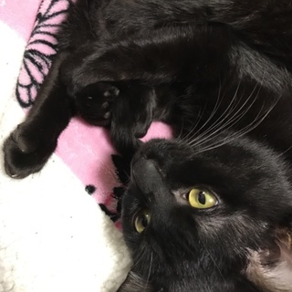 里親募集！黒猫