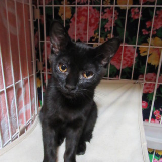 ウリカ、里親さま決定！ありがとうございました♡