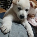 交渉中