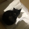 黒猫の子猫ちゃん！里親さん募集中です！