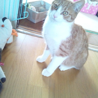 とても可愛い男の子です