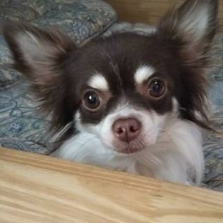 チワワのけいくん