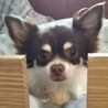 チワワのけいくん サムネイル2