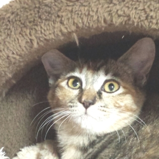 ♡ラブリーヴィヴィちゃん♡