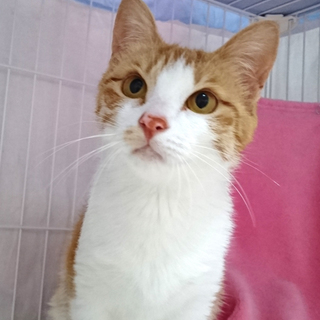 茶白の女の子☆クリちゃん　2才