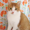 茶白の女の子☆クリちゃん　2才 サムネイル3
