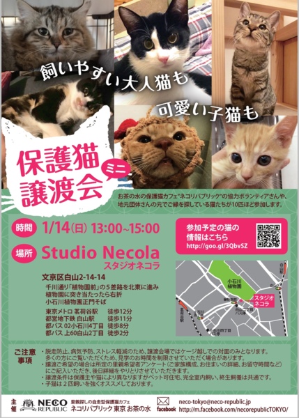 飼いやすい大人猫も可愛 保護猫カフェ ネコリパブリック東京 お茶の水のイベント 3873 ペットのおうち 月間利用者150万人
