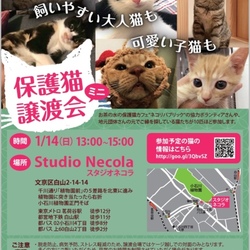 〜飼いやすい大人猫も可愛い子猫も〜保護猫ミニ譲渡会@東京都小石川植物園そば