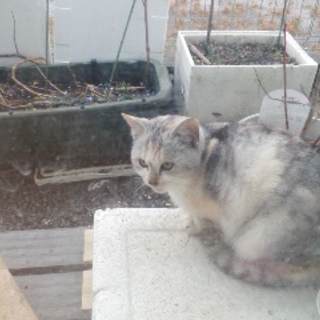 窓際のかわいい子猫です