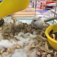 はむきち