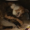 の写真