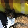 の写真
