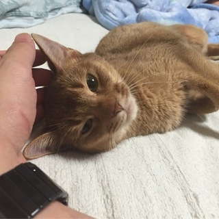 アビシニアンの里親を募集します