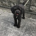 黒プーの一歳の男の子