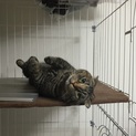 マンチカンの里親募集します