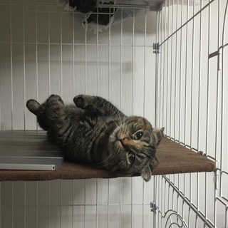 マンチカンの里親募集します