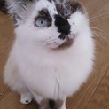 ふわっふわ洋猫風の優しいイケメンくん